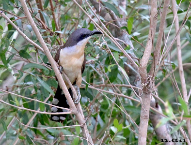 CUCLILLO COMÚN (Coccyzus melancoryphus) - Monte en Arroyo Mendoza-FLORIDA (Diciembre 2012)
